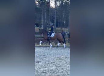 Oldenburg-International (OS), Gelding, 15 years, 16,2 hh, Brown