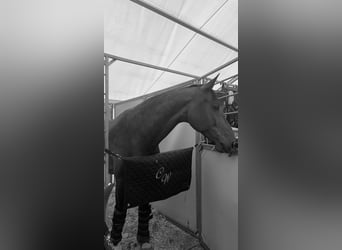 Oldenburg-International (OS), Gelding, 15 years, 16,2 hh, Brown