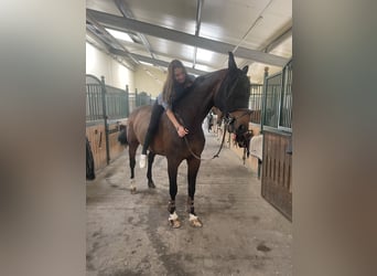 Oldenburg-International (OS), Gelding, 15 years, 16,2 hh, Brown