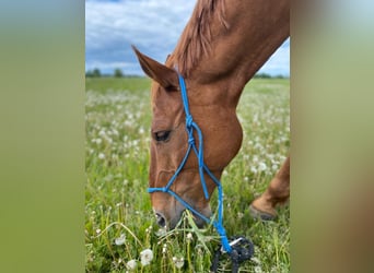 Oldenburg-International (OS), Gelding, 15 years, 16.2 hh, Chestnut-Red