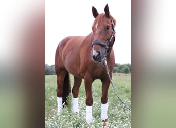 Oldenburg-International (OS), Gelding, 15 years, 16.2 hh, Chestnut-Red