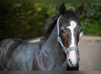 Oldenburg-International (OS), Gelding, 1 year, 16,2 hh, Can be white