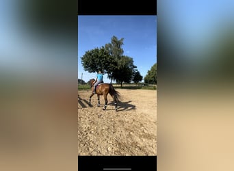 Oldenburg-International (OS), Gelding, 21 years, 17.2 hh, Brown