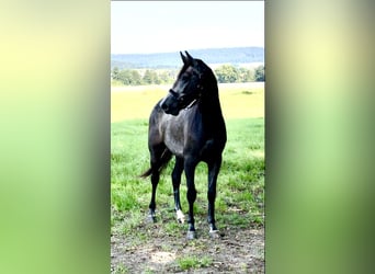 Oldenburg-International (OS), Gelding, 2 years, 16,1 hh, Gray