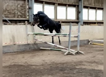 Oldenburg-International (OS), Gelding, 3 years, 15.3 hh, Bay-Dark