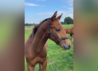 Oldenburg-International (OS), Gelding, 3 years, 16.1 hh, Brown-Light