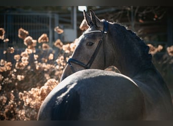 Oldenburg-International (OS), Gelding, 3 years, 16,3 hh, Gray