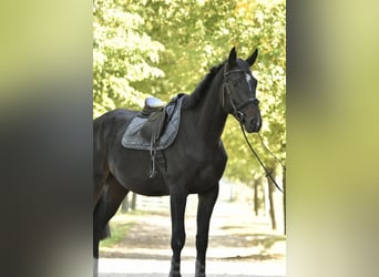 Oldenburg-International (OS), Gelding, 3 years, 17 hh, Smoky-Black