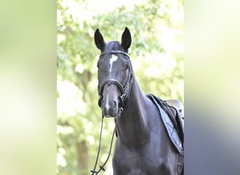 Oldenburg-International (OS), Gelding, 3 years, 17 hh, Smoky-Black