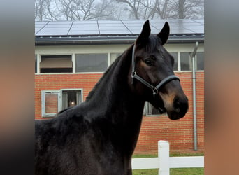 Oldenburg-International (OS), Gelding, 3 years, Smoky-Black