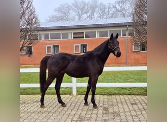 Oldenburg-International (OS), Gelding, 3 years, Smoky-Black