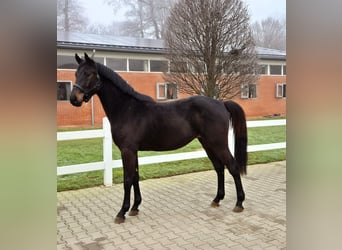 Oldenburg-International (OS), Gelding, 3 years, Smoky-Black