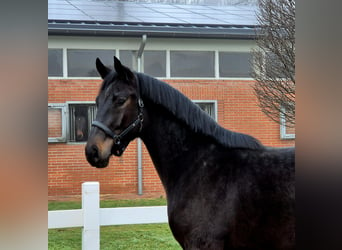 Oldenburg-International (OS), Gelding, 3 years, Smoky-Black