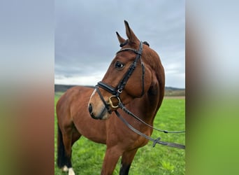 Oldenburger Springpferd, Wallach, 4 Jahre, 16,1 hh, Brauner