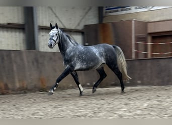 Oldenburg-International (OS), Gelding, 4 years, 16,1 hh, Gray-Dapple