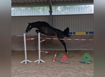 Oldenburg-International (OS), Gelding, 4 years, 16.1 hh, Smoky-Black