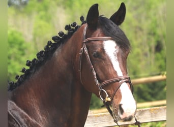 Oldenburg-International (OS), Gelding, 4 years, 16,2 hh, Bay-Dark