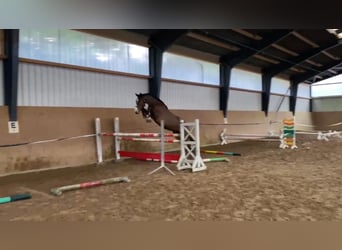 Oldenburg-International (OS), Gelding, 4 years, 16,2 hh, Bay-Dark