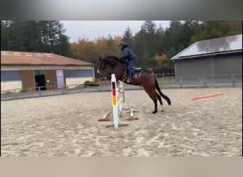 Oldenburg-International (OS), Gelding, 4 years, 16,2 hh, Bay-Dark