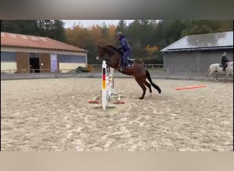 Oldenburg-International (OS), Gelding, 4 years, 16,2 hh, Bay-Dark