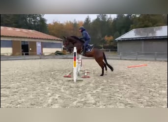 Oldenburg-International (OS), Gelding, 4 years, 16,2 hh, Bay-Dark