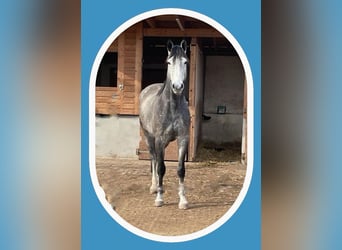Oldenburg-International (OS), Gelding, 4 years, 16.2 hh, Can be white