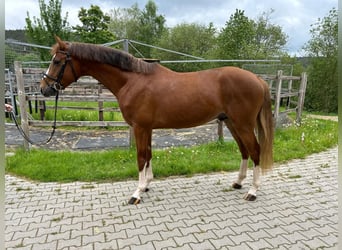 Oldenburger Springpferd, Wallach, 4 Jahre, 16,2 hh, Fuchs