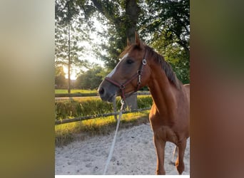 Oldenburger Springpferd, Wallach, 4 Jahre, 16,2 hh, Fuchs