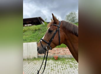 Oldenburger Springpferd, Wallach, 4 Jahre, 16,2 hh, Fuchs