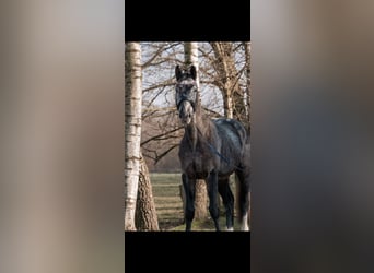 Oldenburg-International (OS), Gelding, 4 years, 16,2 hh, Gray-Dapple