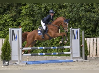 Oldenburg-International (OS), Gelding, 4 years, 16 hh, Chestnut-Red