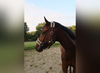 Oldenburg-International (OS), Gelding, 5 years, 16,1 hh, Brown