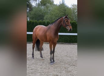 Oldenburger Springpferd, Wallach, 5 Jahre, 16,1 hh, Brauner