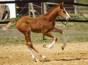 Oldenburg-International (OS), Gelding, 5 years, 16,1 hh, Chestnut-Red