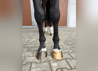 Oldenburg-International (OS), Gelding, 5 years, 16,3 hh, Smoky-Black