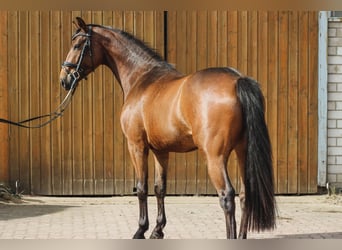 Oldenburg-International (OS), Gelding, 5 years, 16 hh, Brown