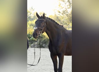 Oldenburg-International (OS), Gelding, 5 years, 17 hh, Bay-Dark