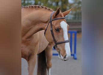 Oldenburg-International (OS), Gelding, 5 years, 17 hh, Chestnut-Red