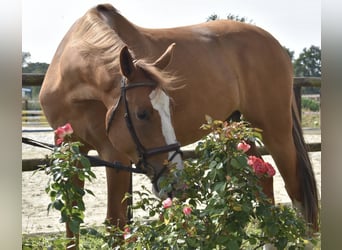 Oldenburg-International (OS), Gelding, 5 years, 17 hh, Chestnut-Red