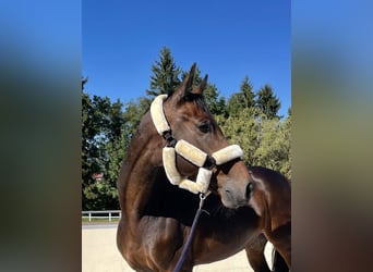 Oldenburg-International (OS), Gelding, 5 years, Brown