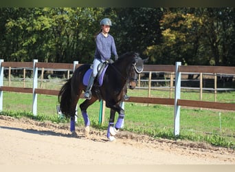 Oldenburg-International (OS), Gelding, 6 years, 16.2 hh, Bay-Dark