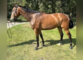 Oldenburg-International (OS), Gelding, 6 years, 16,2 hh, Brown