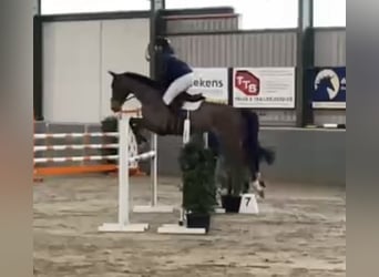 Oldenburg-International (OS), Gelding, 6 years, 17 hh, Brown