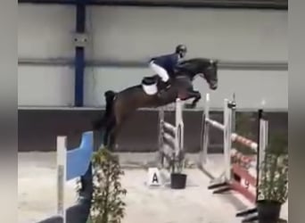 Oldenburg-International (OS), Gelding, 6 years, 17 hh, Brown