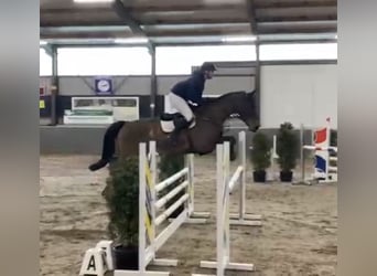 Oldenburg-International (OS), Gelding, 6 years, 17 hh, Brown