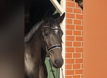 Oldenburg-International (OS), Gelding, 6 years, 17 hh, Smoky-Black