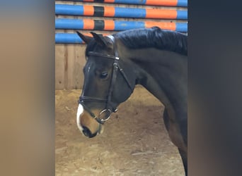 Oldenburg-International (OS), Gelding, 7 years, 16,1 hh, Bay-Dark