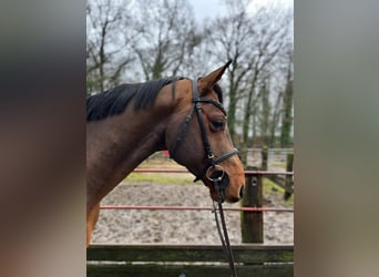 Oldenburger Springpferd, Wallach, 7 Jahre, 16,3 hh, Dunkelbrauner