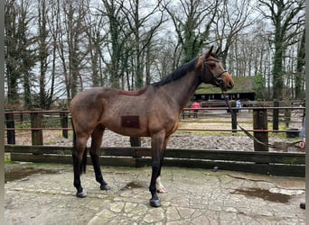 Oldenburger Springpferd, Wallach, 7 Jahre, 16,3 hh, Dunkelbrauner