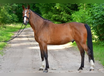 Oldenburg-International (OS), Gelding, 8 years, 15,2 hh, Brown